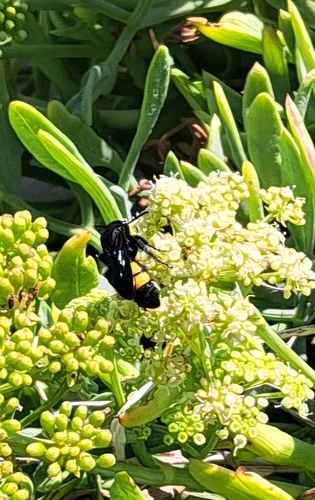 Scolia hirta