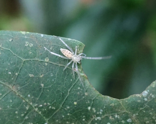 Osoriella tahela