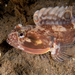 Sarcastic Fringehead - Photo (c) Helge Weissig, all rights reserved, uploaded by Helge Weissig