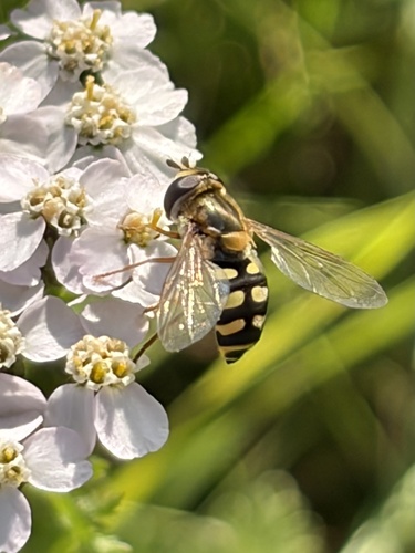 Migrant Hover Fly