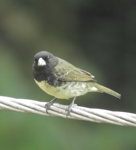 Yellow-bellied Seedeater