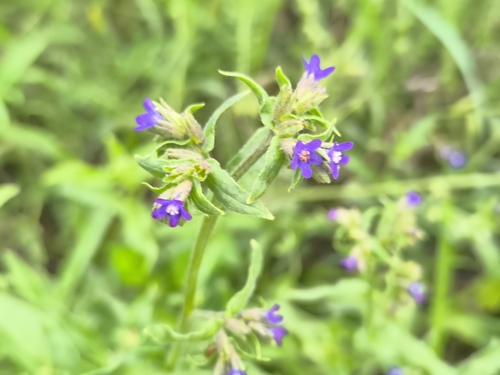 common alkanet