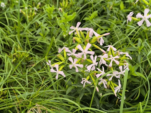 common soapwort