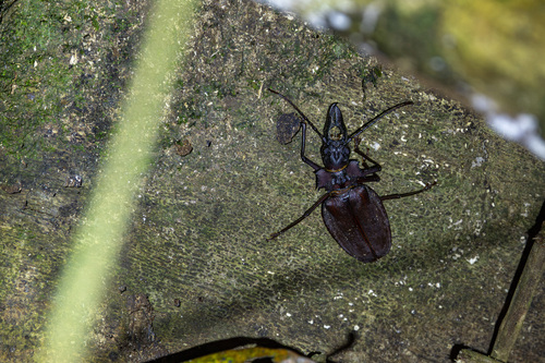 Macrodontia crenata