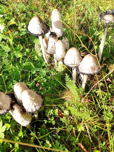 Shaggy Mane