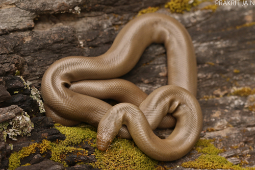 Northern Rubber Boa