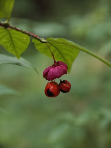 Warty-barked Spindle