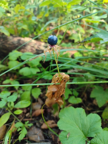 Herb Paris