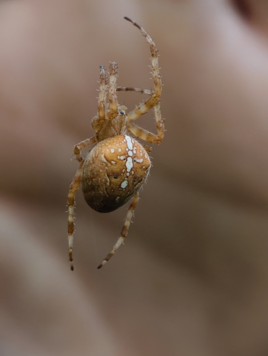 Cross Orbweaver