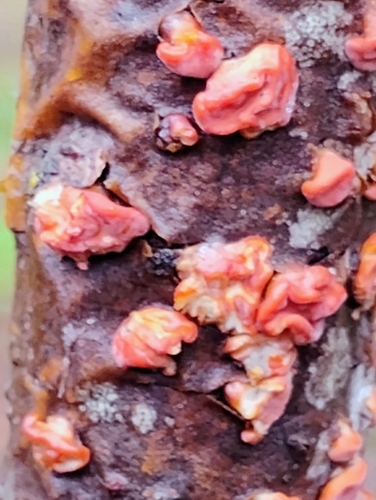Red Tree Brain Fungus