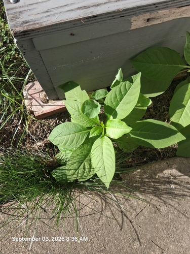 American pokeweed