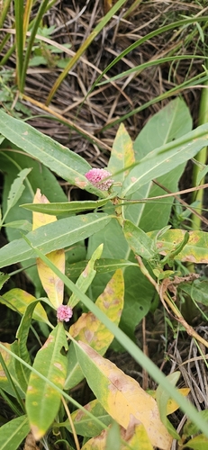 water smartweed