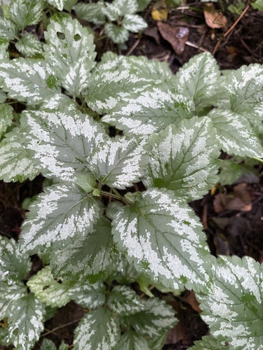 yellow archangel