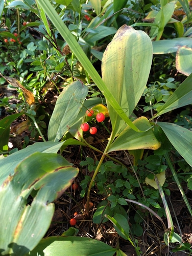 European lily of the valley