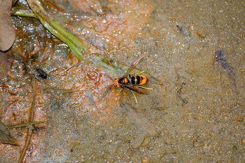 Yellow-legged Hornet