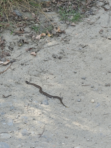 Adder