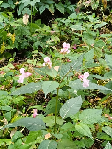 Himalayan balsam