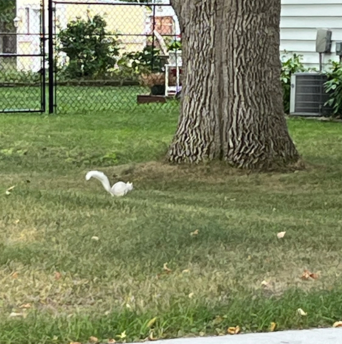 Eastern Gray Squirrel