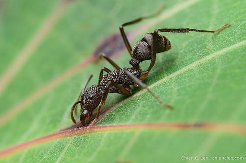 Rhytidoponera aenescensRhytidoponera aenescens