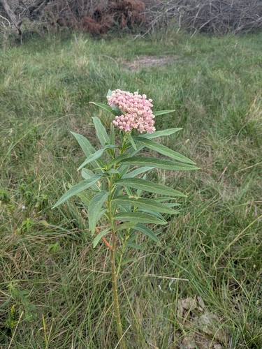 swamp milkweed