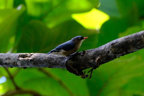 Velvet-fronted Nuthatch