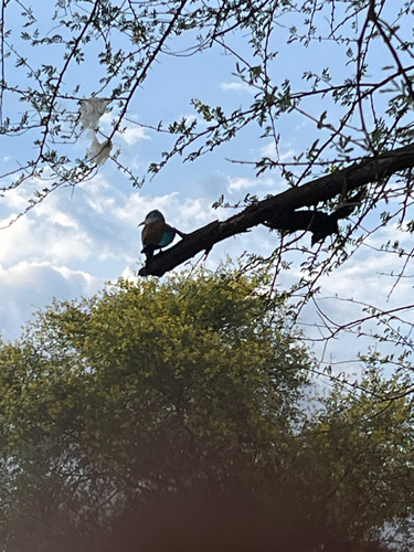 European Roller