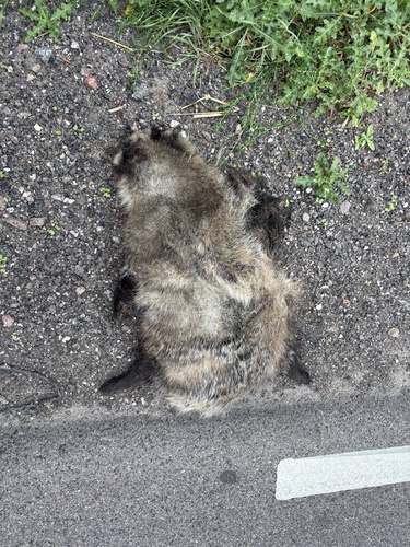 Mainland Raccoon Dog