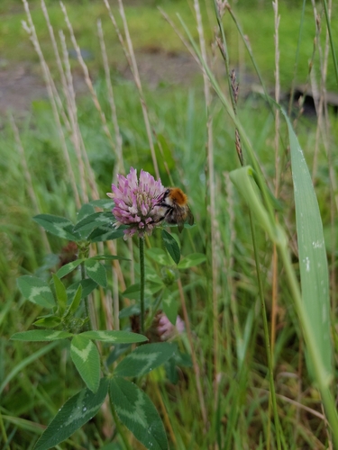 Common Carder Bumble Bee