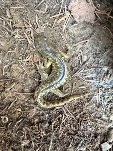 Western Tiger Salamander