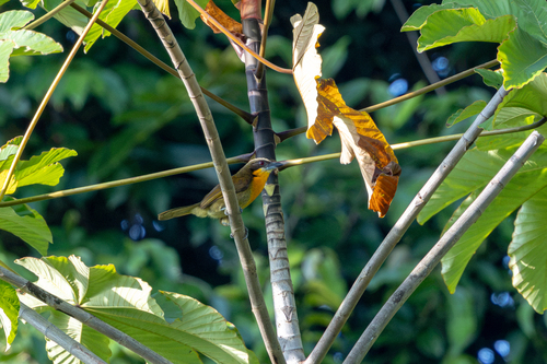 Scarlet-crowned Barbet