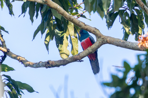 Black-tailed Trogon