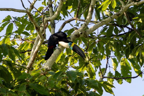 White-throated Toucan