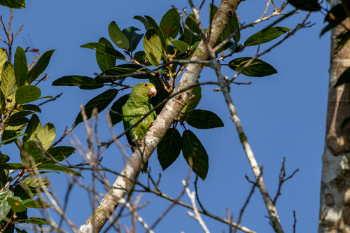 Cobalt-winged Parakeet