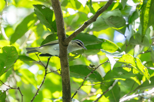 Chivi Vireo