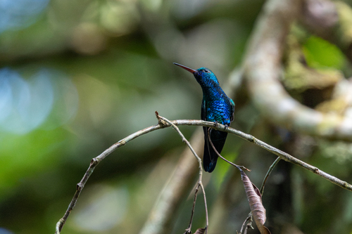 Blue-chinned Sapphire