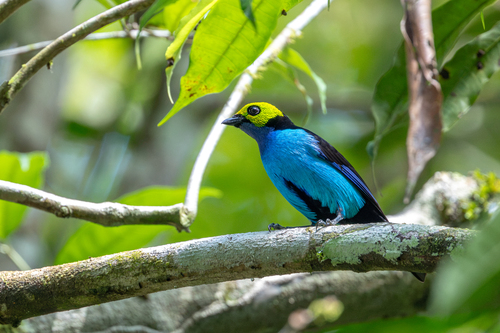 Paradise Tanager