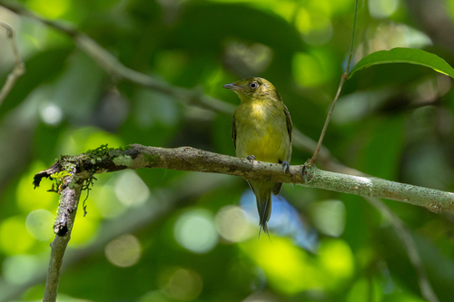Wire-tailed Manakin