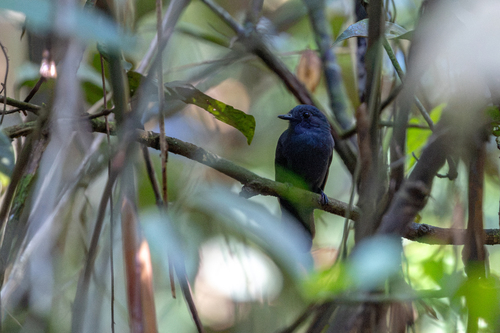 Bluish-slate Antshrike