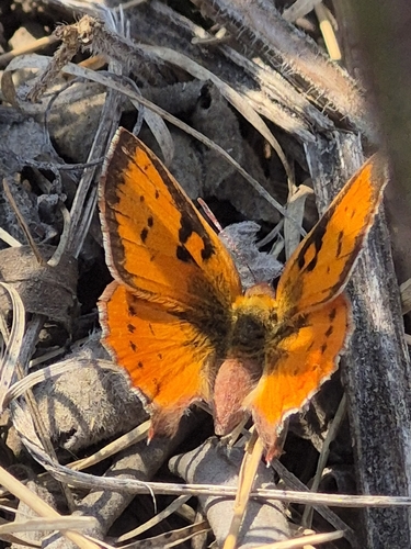Eastern Scarlet
