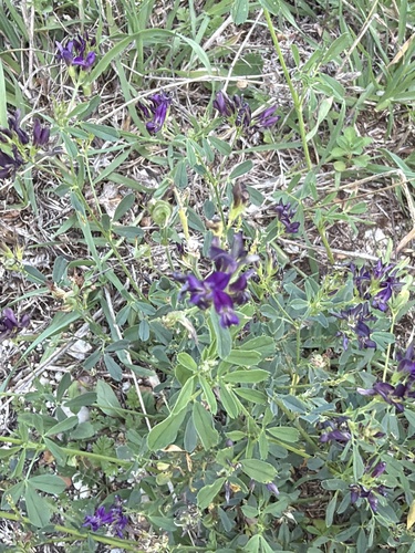 Alfalfa