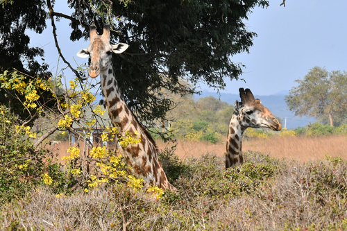 Maasai Giraffe