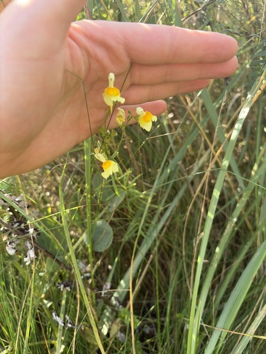common toadflax