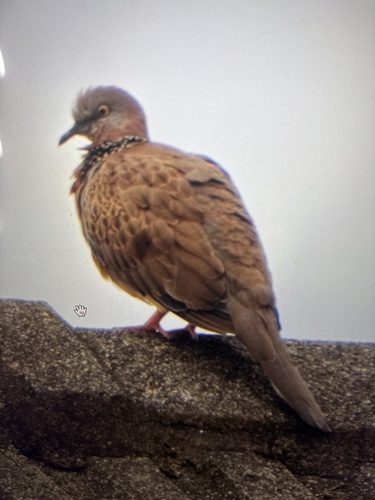 Spotted Dove