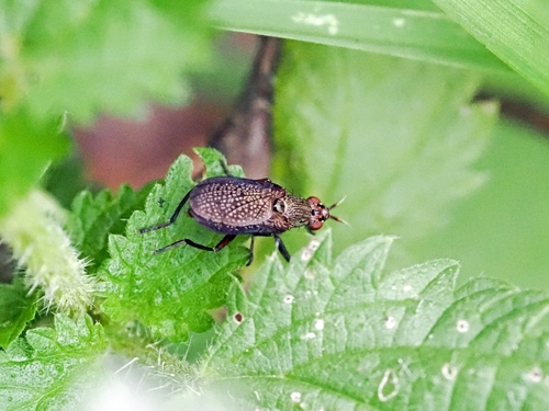 Sieve-winged Snailkiller