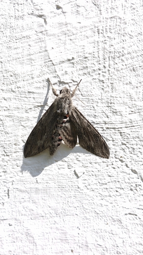Convolvulus Hawkmoth
