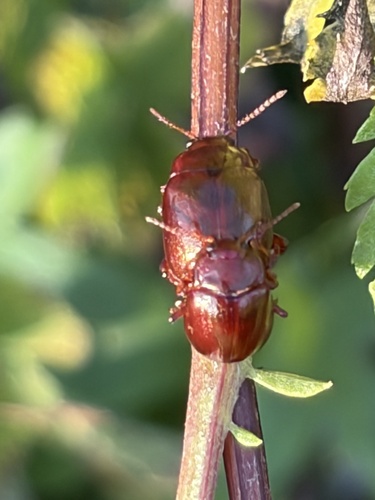 brown leaf beetle