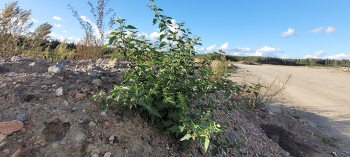 black nightshade