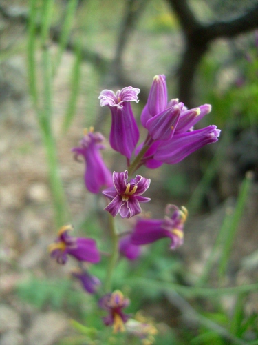 Streptanthus carinatus