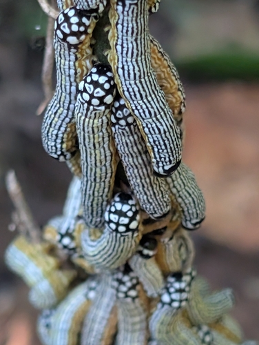 Turbulent Phosphila Moth