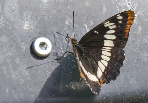 Lorquin's Admiral